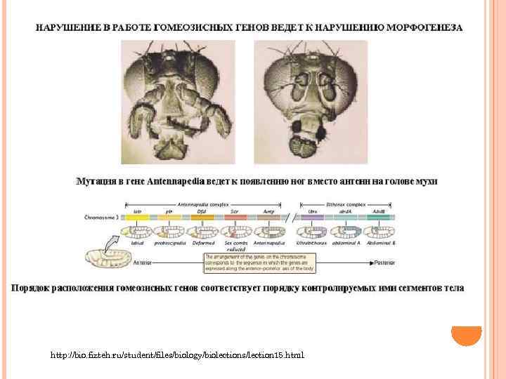 http: //bio. fizteh. ru/student/files/biology/biolections/lection 15. html 