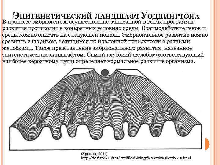 Эпигенетический ландшафт уоддингтона рисунок