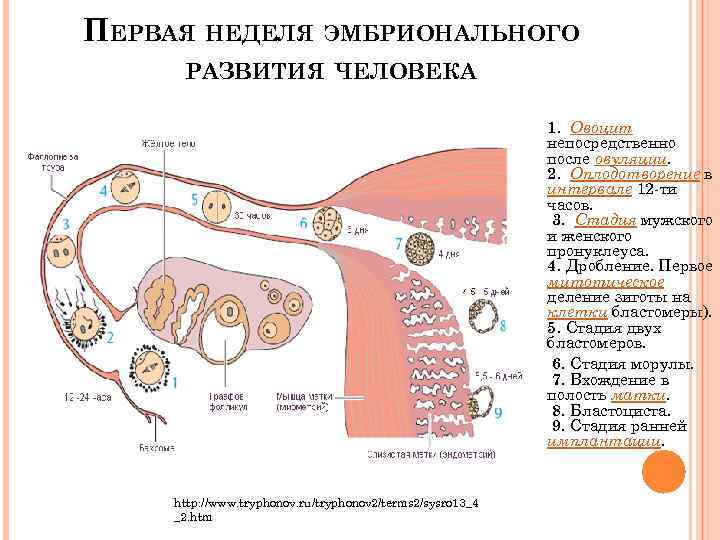 Схема онтогенеза человека