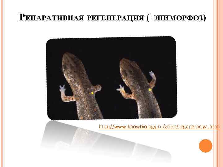 РЕПАРАТИВНАЯ РЕГЕНЕРАЦИЯ ( ЭПИМОРФОЗ) http: //www. knowbiology. ru/zhizn/regeneraciya. html 