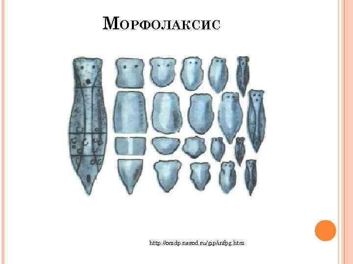 МОРФОЛАКСИС http: //omdp. narod. ru/gip/infpg. htm 