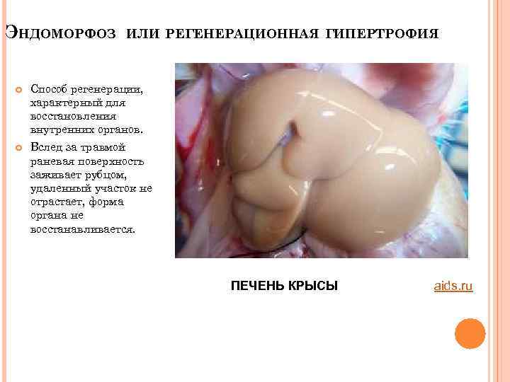 ЭНДОМОРФОЗ ИЛИ РЕГЕНЕРАЦИОННАЯ ГИПЕРТРОФИЯ Способ регенерации, характерный для восстановления внутренних органов. Вслед за травмой