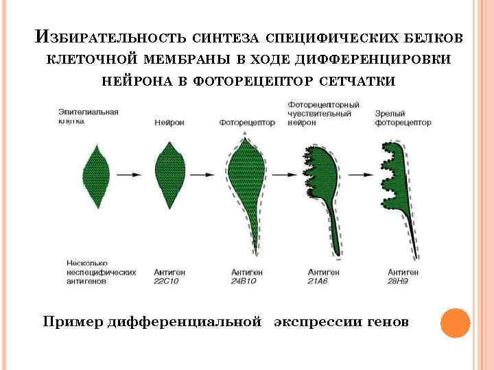 Избирательность. Избирательность клеточной мембраны это. Избирательность в биологии. Избирательность у клетки. Избирательность поражения клеток.