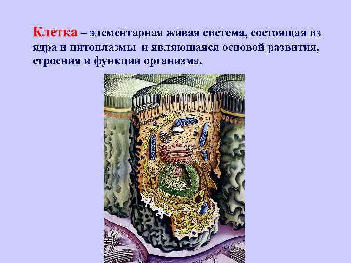 Клетка – элементарная живая система, состоящая из ядра и цитоплазмы и являющаяся основой развития,