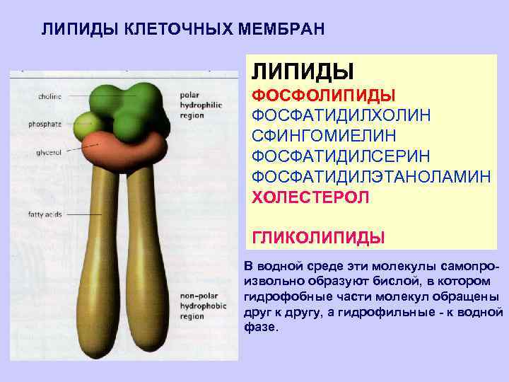 ЛИПИДЫ КЛЕТОЧНЫХ МЕМБРАН ЛИПИДЫ ФОСФОЛИПИДЫ ФОСФАТИДИЛХОЛИН СФИНГОМИЕЛИН ФОСФАТИДИЛСЕРИН ФОСФАТИДИЛЭТАНОЛАМИН ХОЛЕСТЕРОЛ ГЛИКОЛИПИДЫ В водной среде