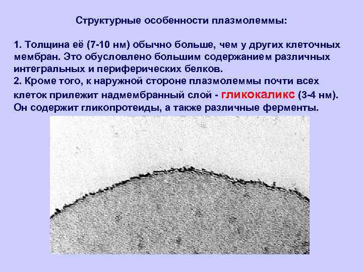 Структурные особенности плазмолеммы: 1. Толщина её (7 -10 нм) обычно больше, чем у других