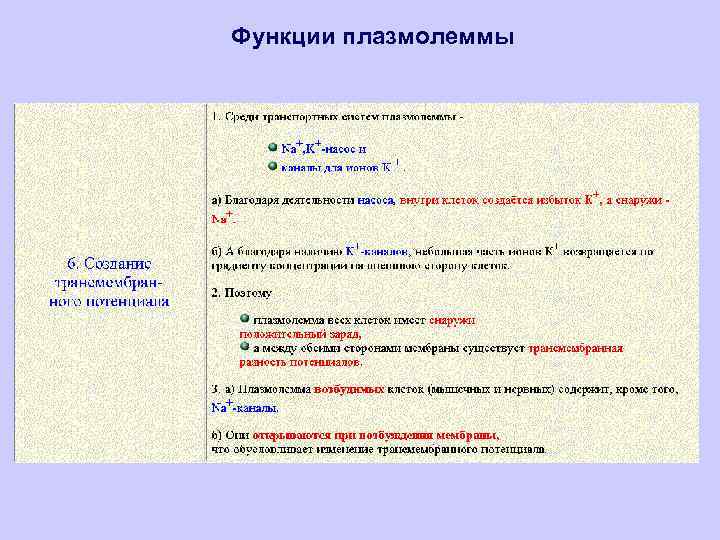 Функции плазмолеммы 