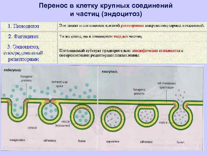 Перенос в клетку крупных соединений и частиц (эндоцитоз) 