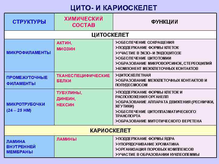 ЦИТО- И КАРИОСКЕЛЕТ СТРУКТУРЫ ХИМИЧЕСКИЙ СОСТАВ ФУНКЦИИ ЦИТОСКЕЛЕТ МИКРОФИЛАМЕНТЫ ПРОМЕЖУТОЧНЫЕ ФИЛАМЕНТЫ МИКРОТРУБОЧКИ (24 –
