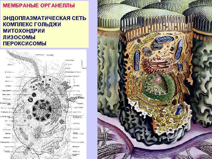 Установи какими цифрами на рисунке обозначены следующие клеточные органоиды эндоплазматическая сеть