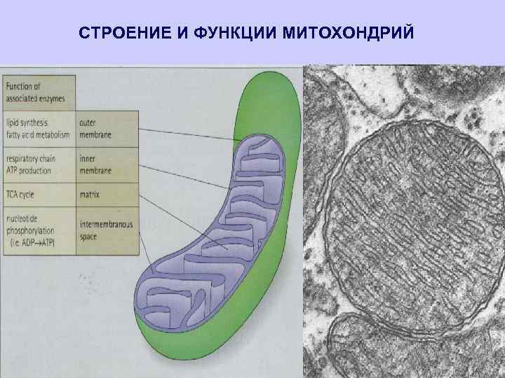 Особенности строения митохондрии