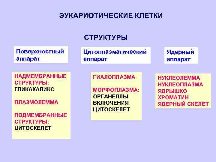 ЭУКАРИОТИЧЕСКИЕ КЛЕТКИ СТРУКТУРЫ Поверхностный аппарат НАДМЕМБРАННЫЕ СТРУКТУРЫ: ГЛИКАКАЛИКС ПЛАЗМОЛЕММА ПОДМЕМБРАННЫЕ СТРУКТУРЫ: ЦИТОСКЕЛЕТ Цитоплазматический аппарат
