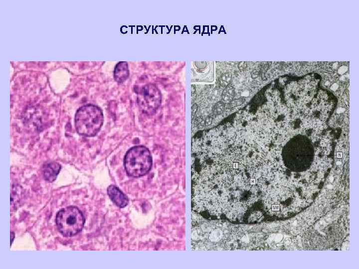 СТРУКТУРА ЯДРА 