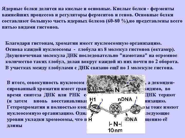Ядерные белки делятся на кислые и основные. Кислые белки - ферменты важнейших процессов и