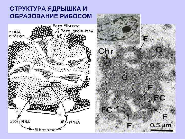 СТРУКТУРА ЯДРЫШКА И ОБРАЗОВАНИЕ РИБОСОМ 