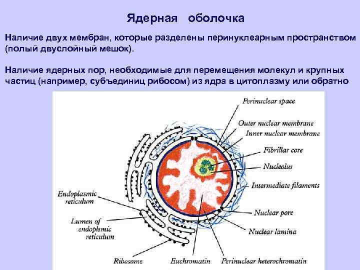 2 мембраны ядра