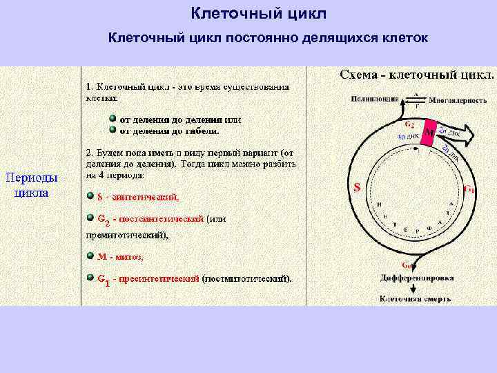 Клетки постоянно. Клеточный цикл гистология. Схема жизненного цикла клетки гистология. Клеточный цикл постоянно делящихся клеток. Жизненный цикл клетки гистология.