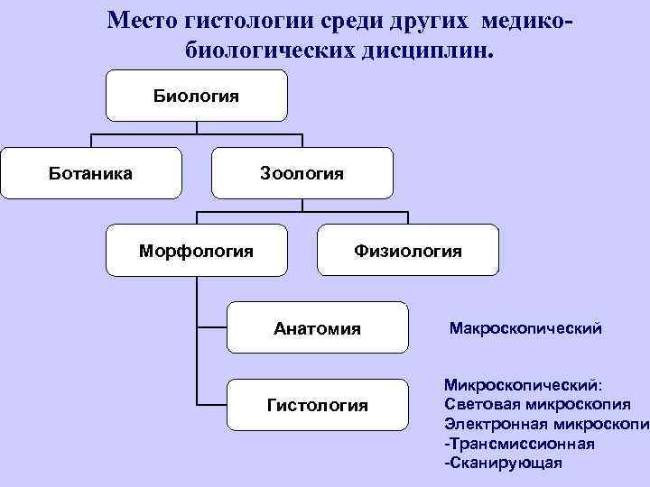 Анатомия зоология морфология