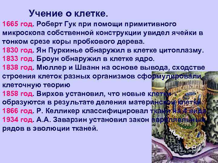 Учение о клетке. 1665 год. Роберт Гук при помощи примитивного микроскопа собственной конструкции увидел