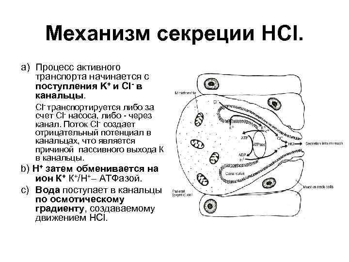  Механизм секреции HCl. a) Процесс активного транспорта начинается с поступления K+ и Cl-