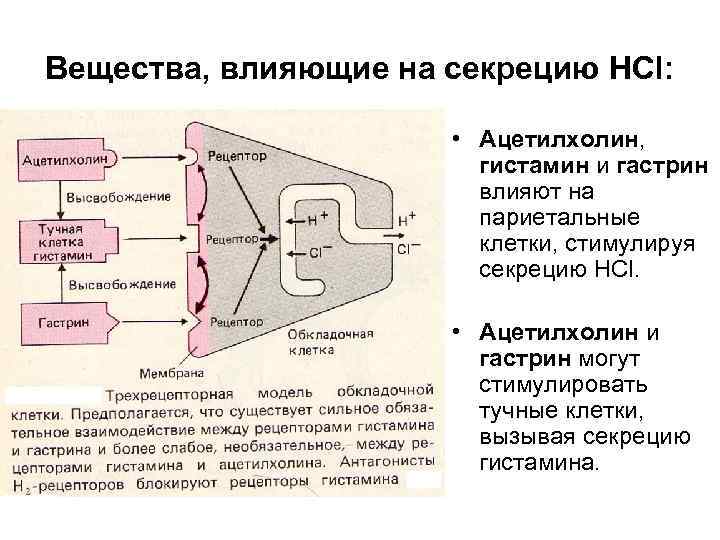 Вещества, влияющие на секрецию HCl: • Ацетилхолин, гистамин и гастрин влияют на париетальные клетки,