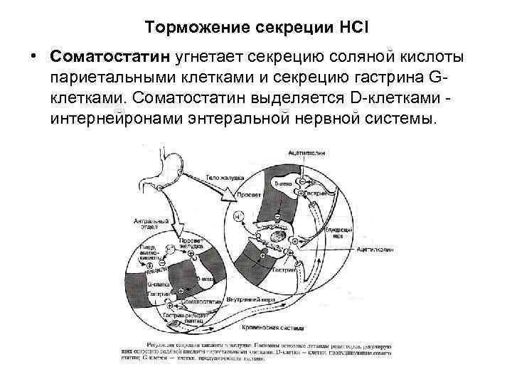  Торможение секреции HCl • Соматостатин угнетает секрецию соляной кислоты париетальными клетками и секрецию