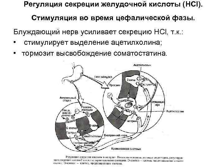  Регуляция секреции желудочной кислоты (HCl). Стимуляция во время цефалической фазы. Блуждающий нерв усиливает