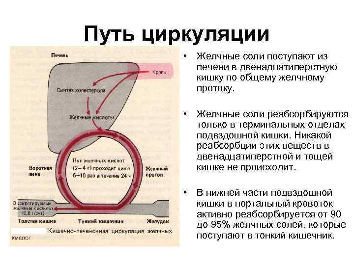 Путь циркуляции • Желчные соли поступают из печени в двенадцатиперстную кишку по общему желчному