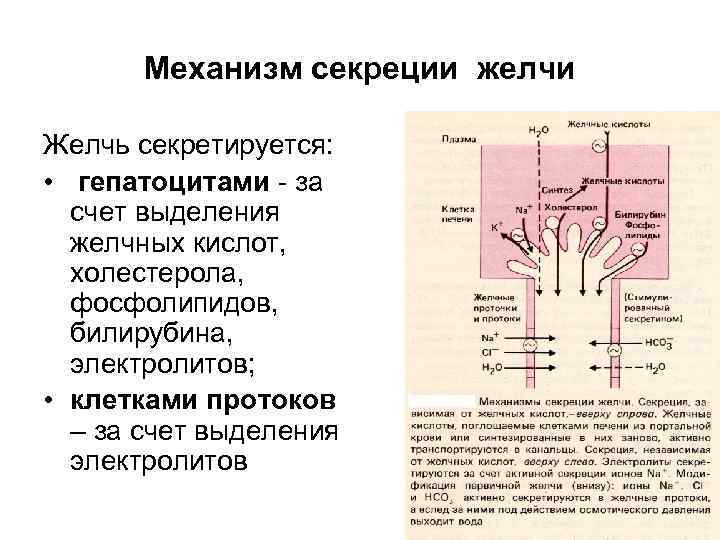  Механизм секреции желчи Желчь секретируется: • гепатоцитами - за счет выделения желчных кислот,