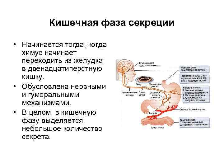  Кишечная фаза секреции • Начинается тогда, когда химус начинает переходить из желудка в