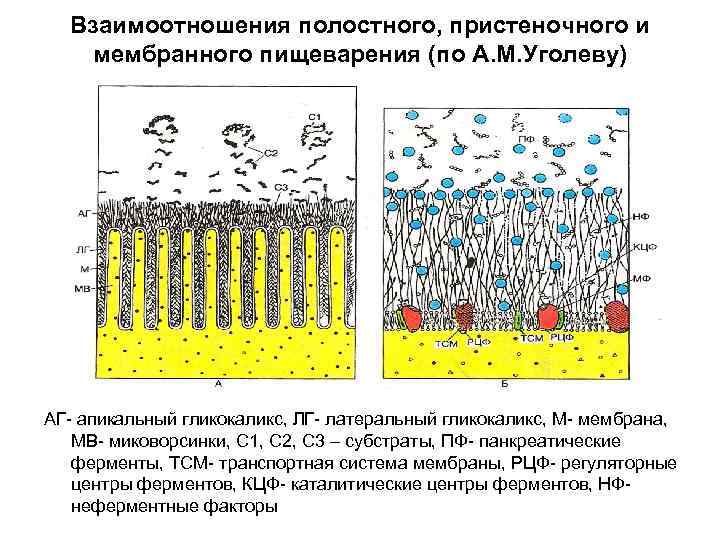 Взаимоотношения полостного, пристеночного и мембранного пищеварения (по А. М. Уголеву) АГ- апикальный гликокаликс, ЛГ-