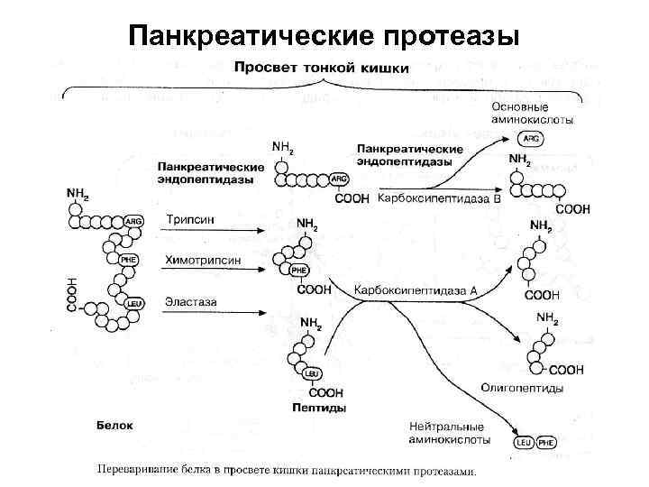 Панкреатические протеазы 