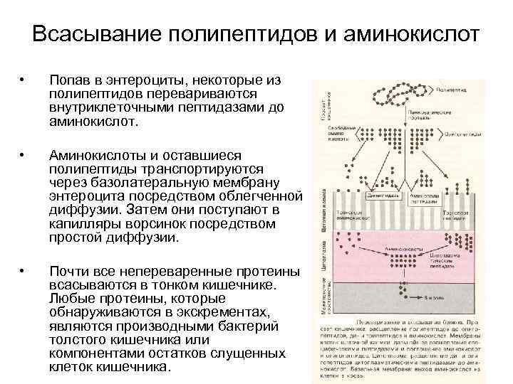Всасывание полипептидов и аминокислот • Попав в энтероциты, некоторые из полипептидов перевариваются внутриклеточными пептидазами