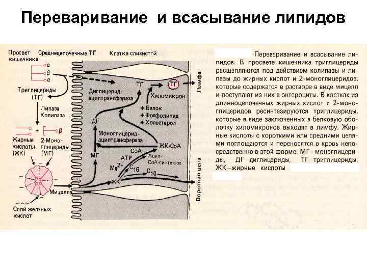 Переваривание и всасывание липидов 
