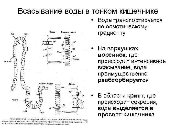 Всасывание воды в тонком кишечнике • Вода транспортируется по осмотическому градиенту • На верхушках