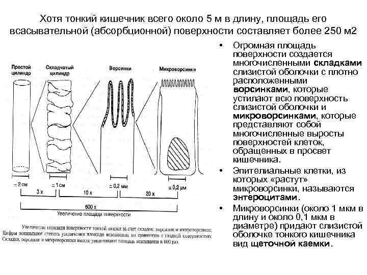 Хотя тонкий кишечник всего около 5 м в длину, площадь его всасывательной (абсорбционной) поверхности
