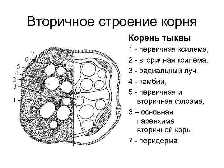 Анатомия растений презентация