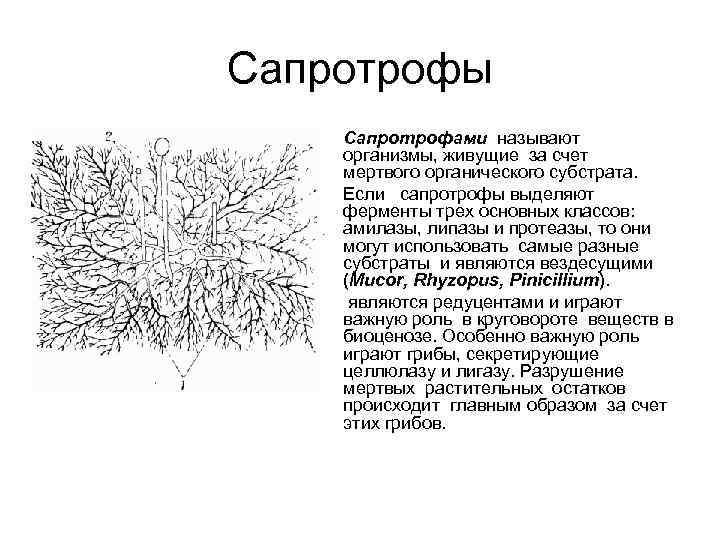 Сапротрофы • • • Сапротрофами называют организмы, живущие за счет мертвого органического субстрата. Если