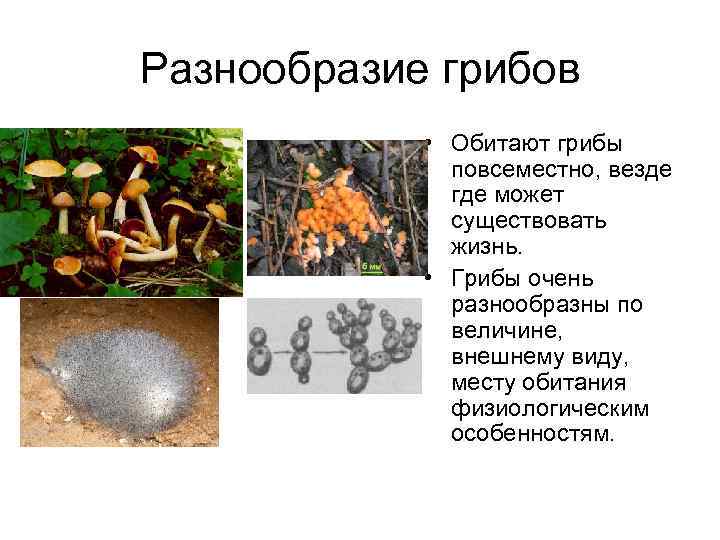 Среда обитания царства грибов. Грибы обитают. Видовое разнообразие грибов.