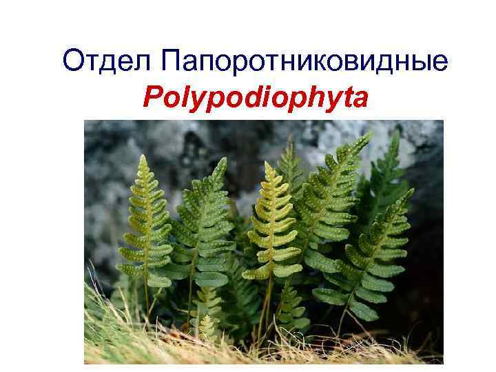 Отдел Папоротниковидные Polypodiophyta 