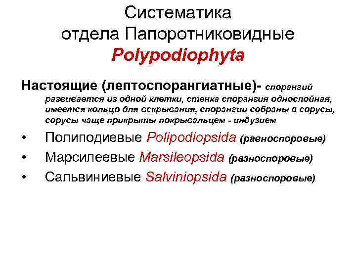 Систематика отдела Папоротниковидные Polypodiophyta Настоящие (лептоспорангиатные)- спорангий развивается из одной клетки, стенка спорангия однослойная,