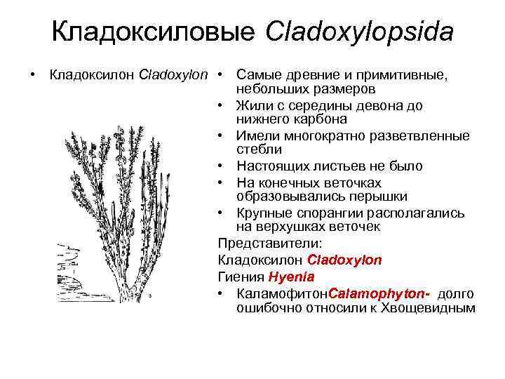 Кладоксиловые Cladoxylopsida • Кладоксилон Cladoxylon • Самые древние и примитивные, небольших размеров • Жили