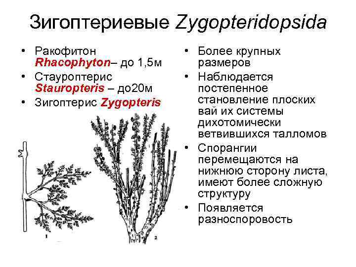 Зигоптериевые Zygopteridopsida • Ракофитон Rhacophyton– до 1, 5 м • Стауроптерис Stauropteris – до