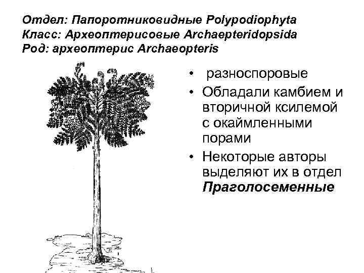 Отдел: Папоротниковидные Polypodiophyta Класс: Археоптерисовые Archaepteridopsida Род: археоптерис Archaeоpteris • разноспоровые • Обладали камбием