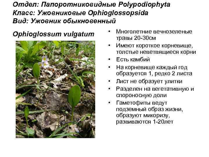 Отдел: Папоротниковидные Polypodiophyta Класс: Ужовниковые Ophioglossopsida Вид: Ужовник обыкновенный Ophioglossum vulgatum • Многолетние вечнозеленые