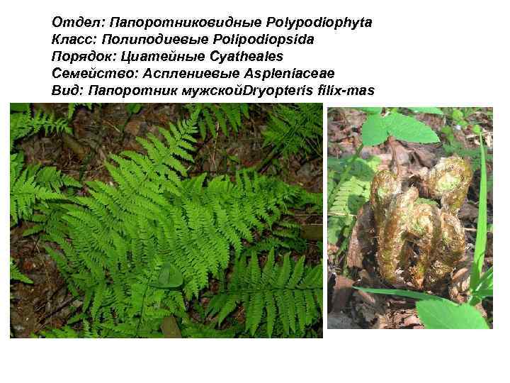 Приведите по три примера растений папоротниковидные