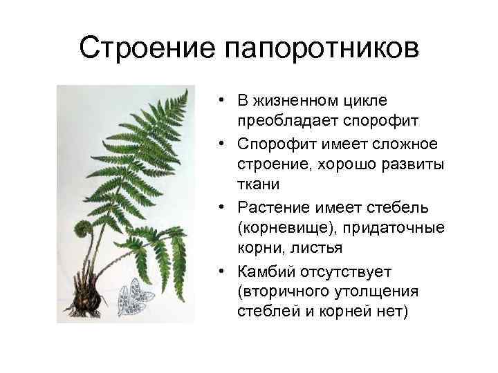 Строение папоротников • В жизненном цикле преобладает спорофит • Спорофит имеет сложное строение, хорошо