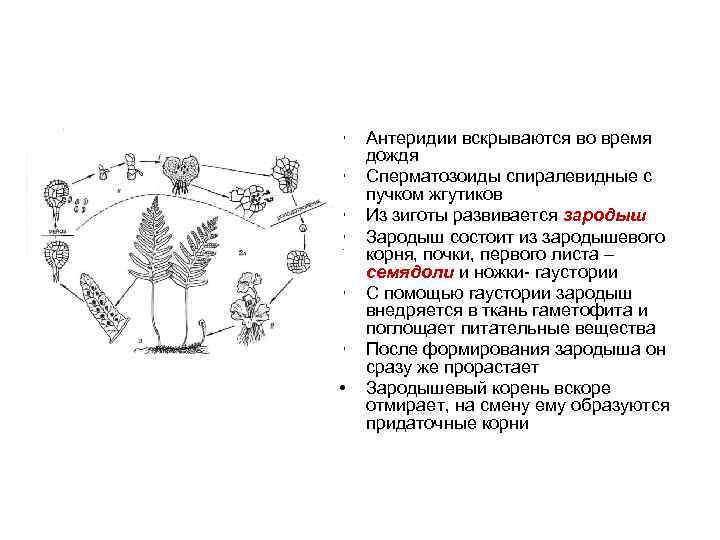  • • Антеридии вскрываются во время дождя Сперматозоиды спиралевидные с пучком жгутиков Из