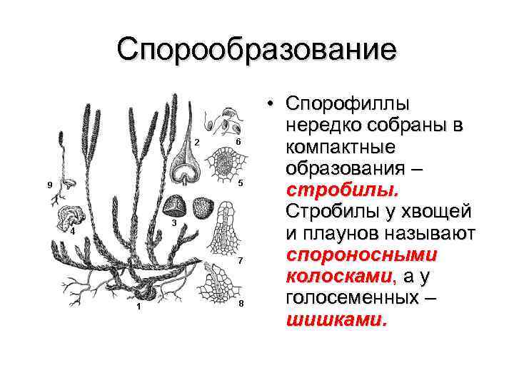 Спорообразование • Спорофиллы нередко собраны в компактные образования – стробилы. Стробилы у хвощей и