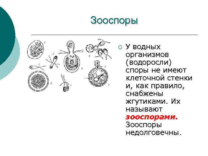 Споры водорослей. Размножение водорослей зооспорами. Зооспора. Споры и зооспоры. Что такое зооспорангии у водорослей.